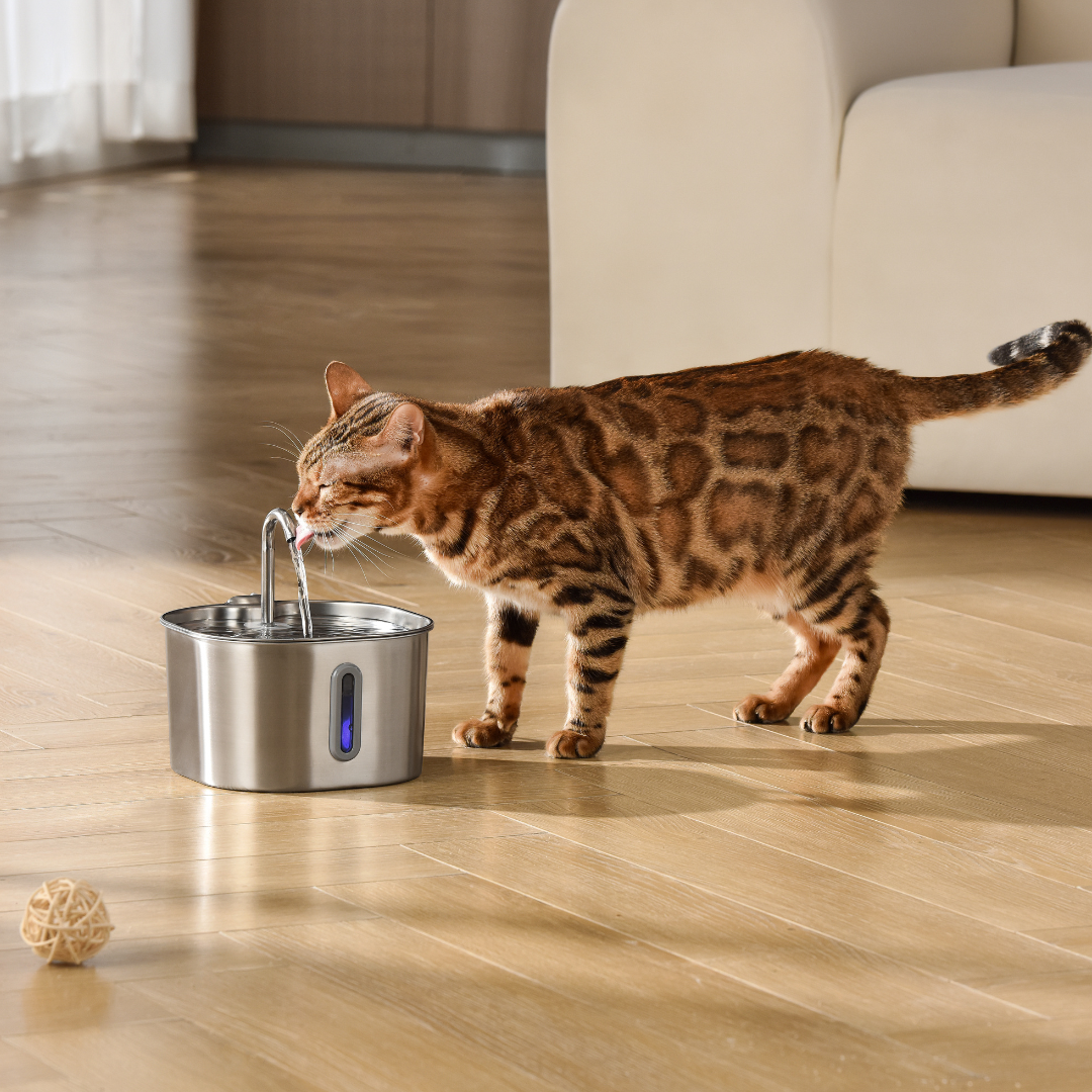 Your Cat's Water Bowl Is Dirtier Than You Think