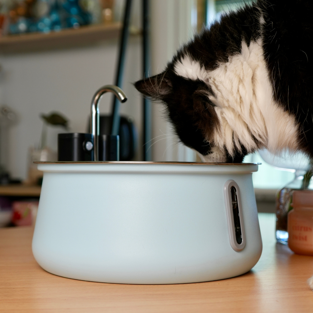 Better Hydration for a Healthier, Happier Cat
