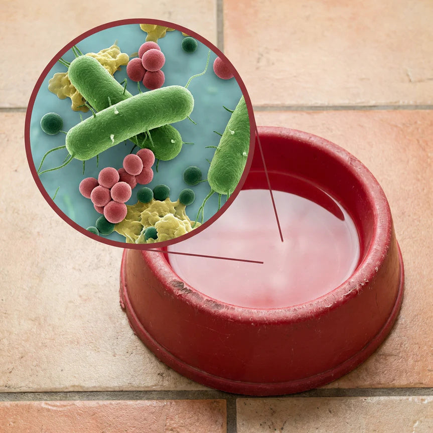 Your Cat’s Water Bowl Is Dirtier Than You Think