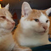 Joseph B., Arizona, Cat Dad