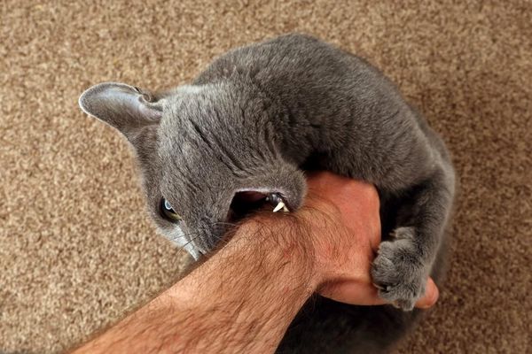 Cat biting