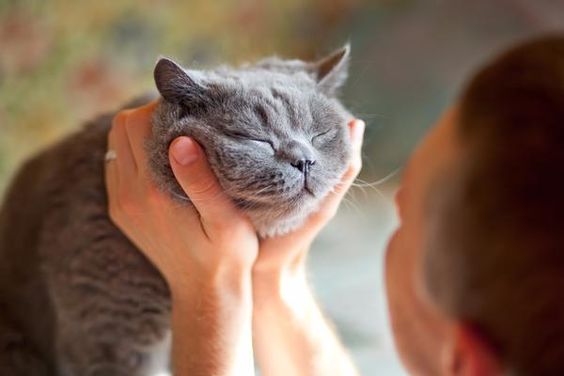 How Cat Feeders Make Health a Delightful Adventure!
