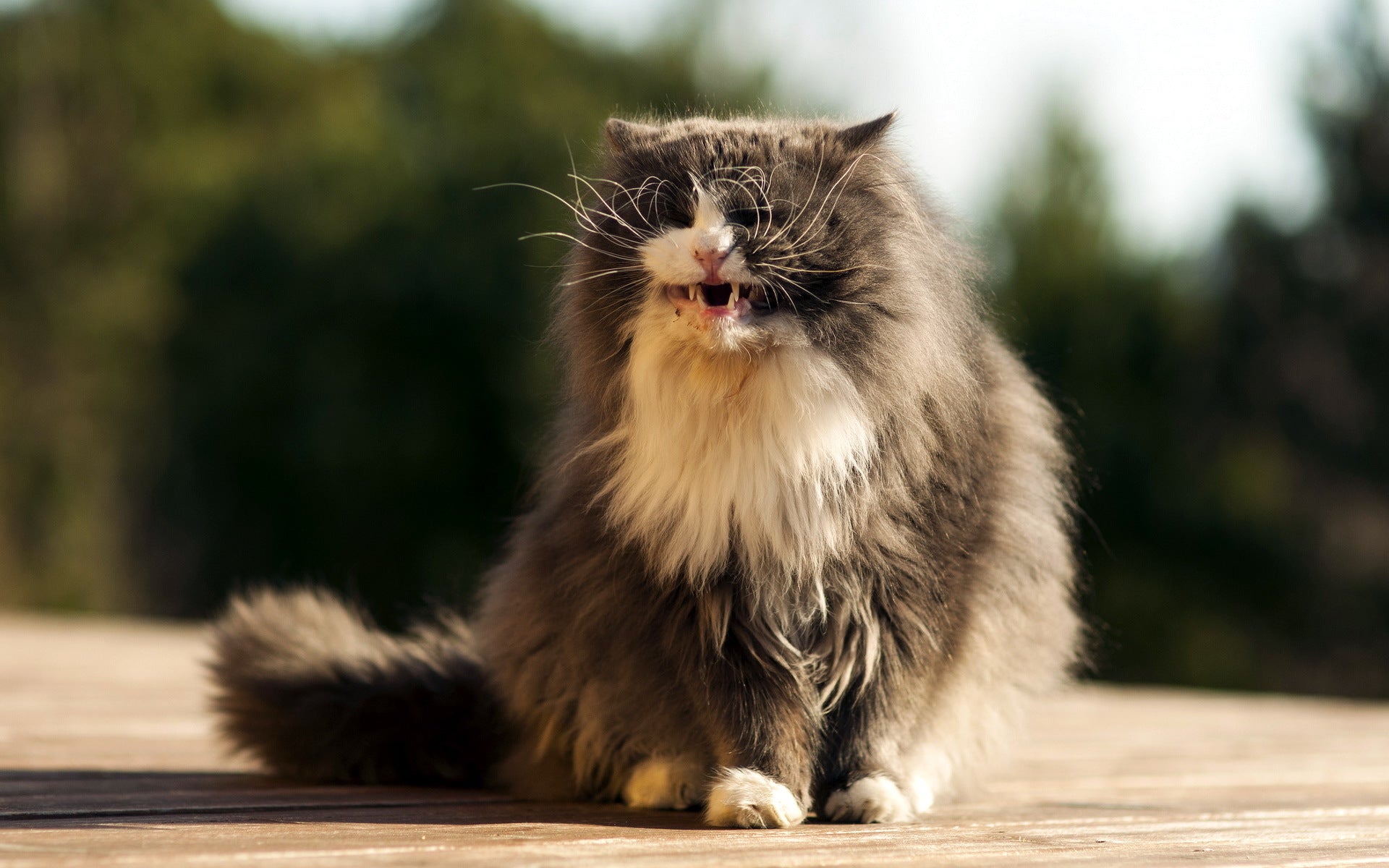 Elevating Cat Care : A Proactive Approach To Effective Cat Hair Management