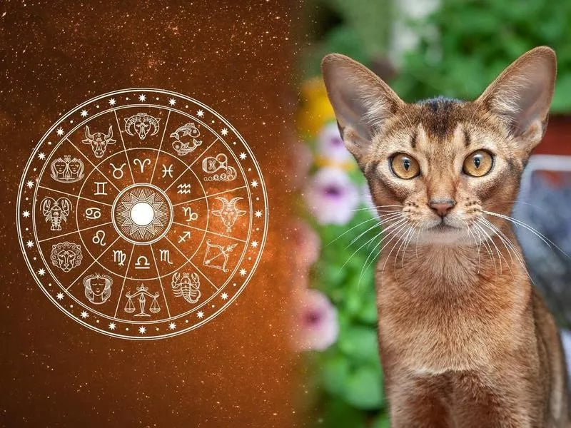 What Does Your Cat Horoscope Says About Them?