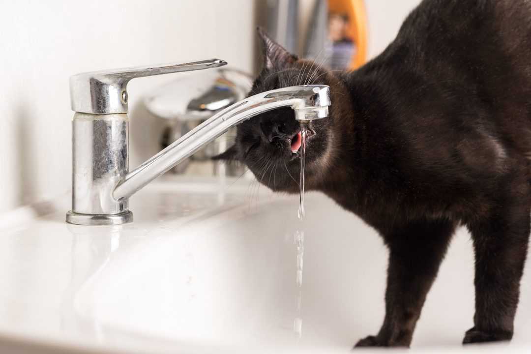 cat drinking running water