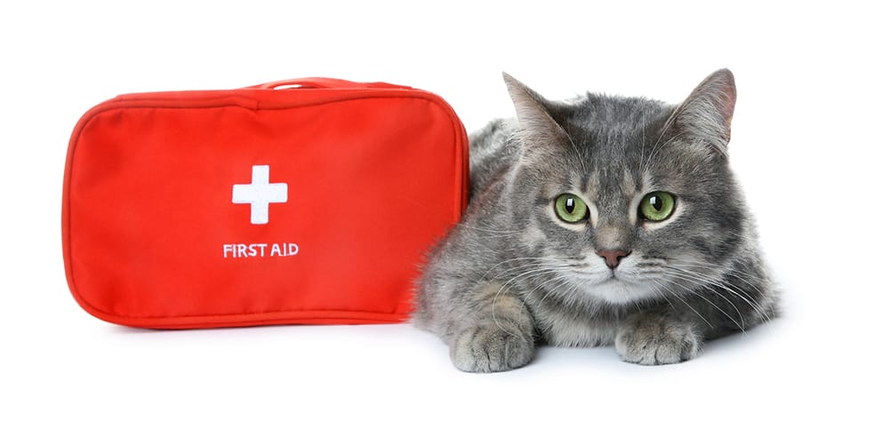 A Guide to Feline First Aid: What to Do in an Emergency