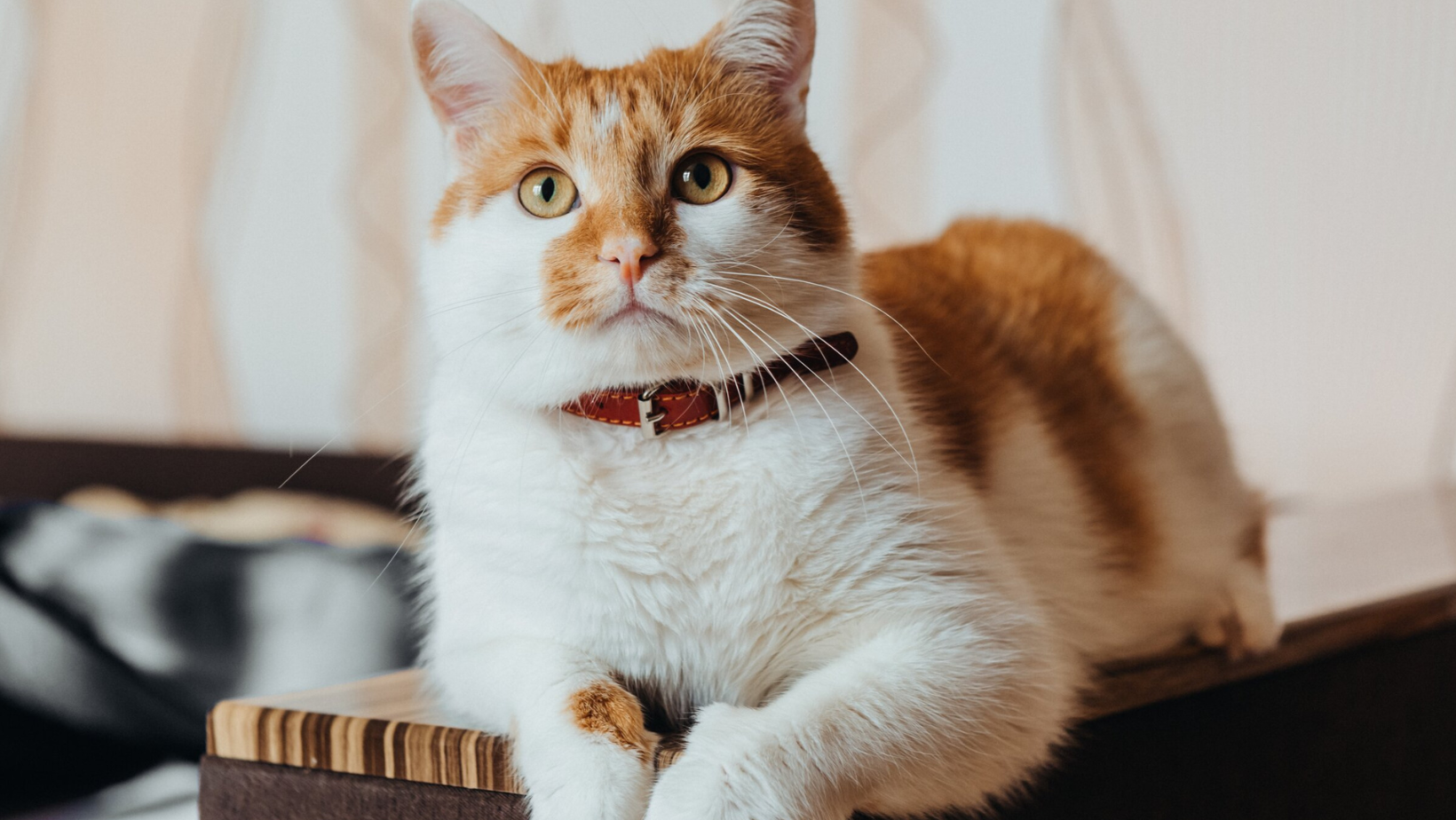 Cat Skin Health 101: Causes, Prevention, and Gentle Care Tips