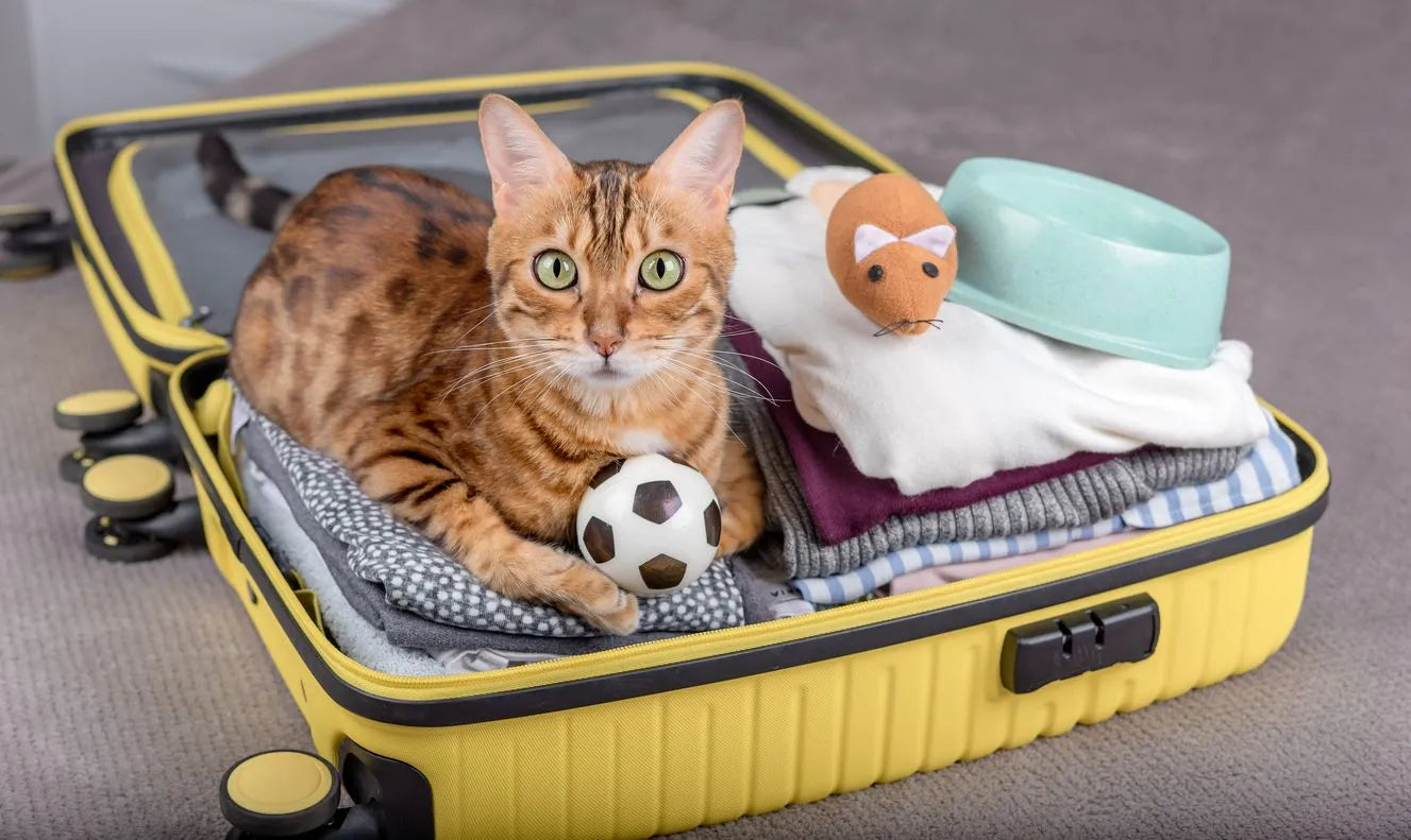Cat Travel Tips