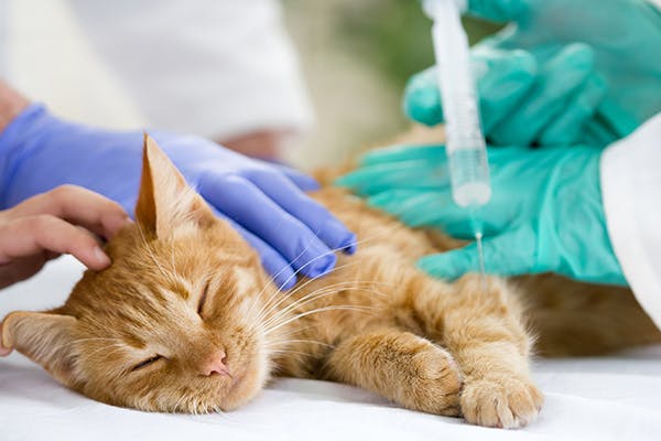 Cat Diabetes Symptoms, Risk Factors, and What You Can Change Today