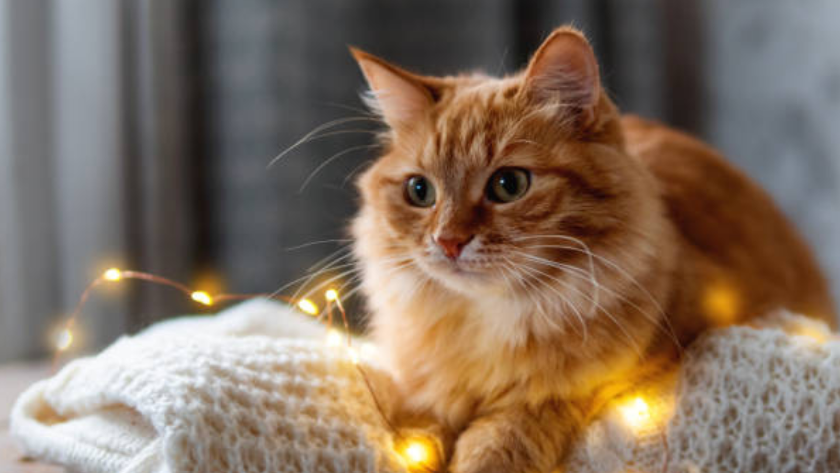 Debunking Myths: Transform Your Cat Care Routine with The Purrfect Holiday Gift