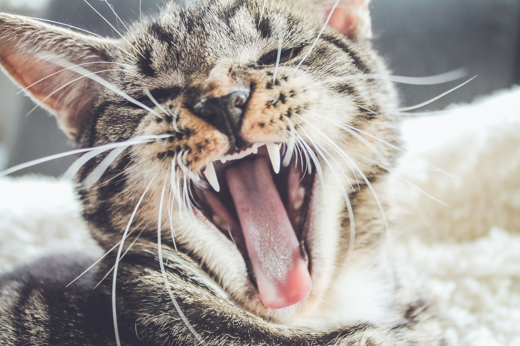 Cat Dental Care: Maintaining Healthy Teeth and Gums