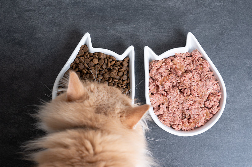 Wet vs Dry Food in Cat