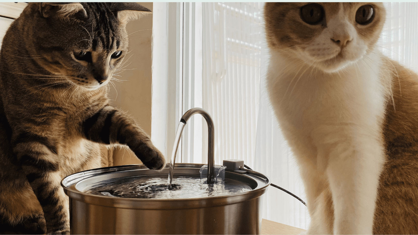  Comprehensive Guide to Cat Water Fountain Maintenance Title: Expert Maintenance Tips for Cat Water Fountains