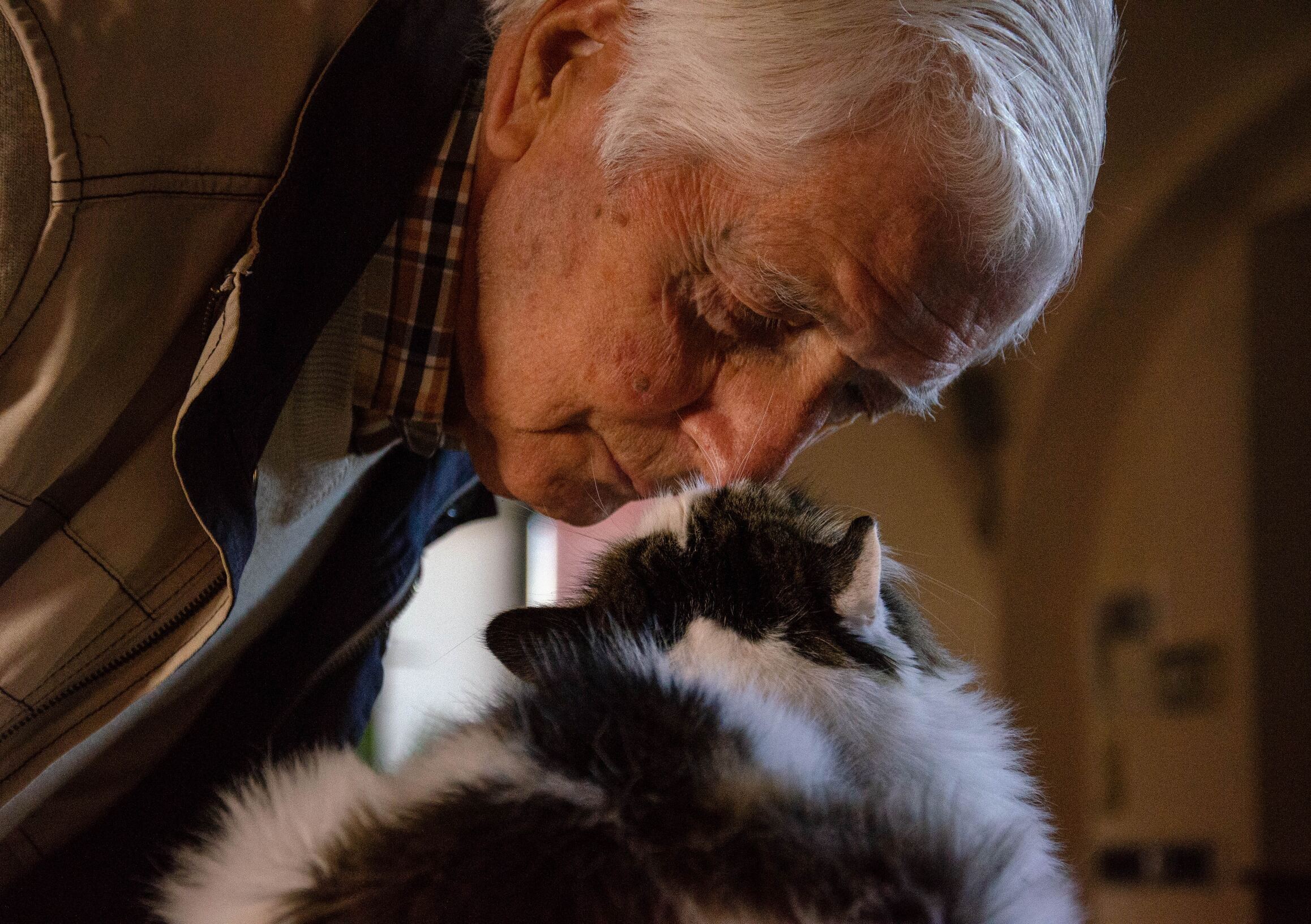 Honoring Senior Cats: A Comprehensive Guide to Nurturing their Health and Happiness