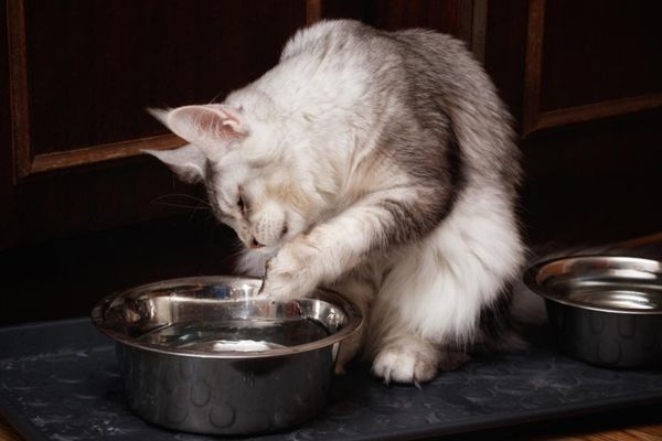 cat dipping paw in water bowl