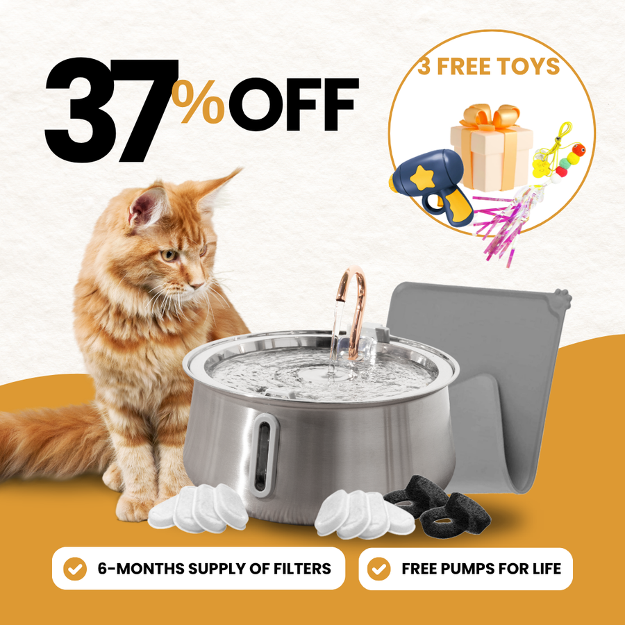 The Purrr-fect KittySpout Kit (4L) - evergreen