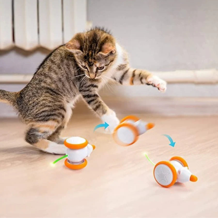 Feline Cognitive Dysfunction: Understanding Senior Cat Brain Health ...