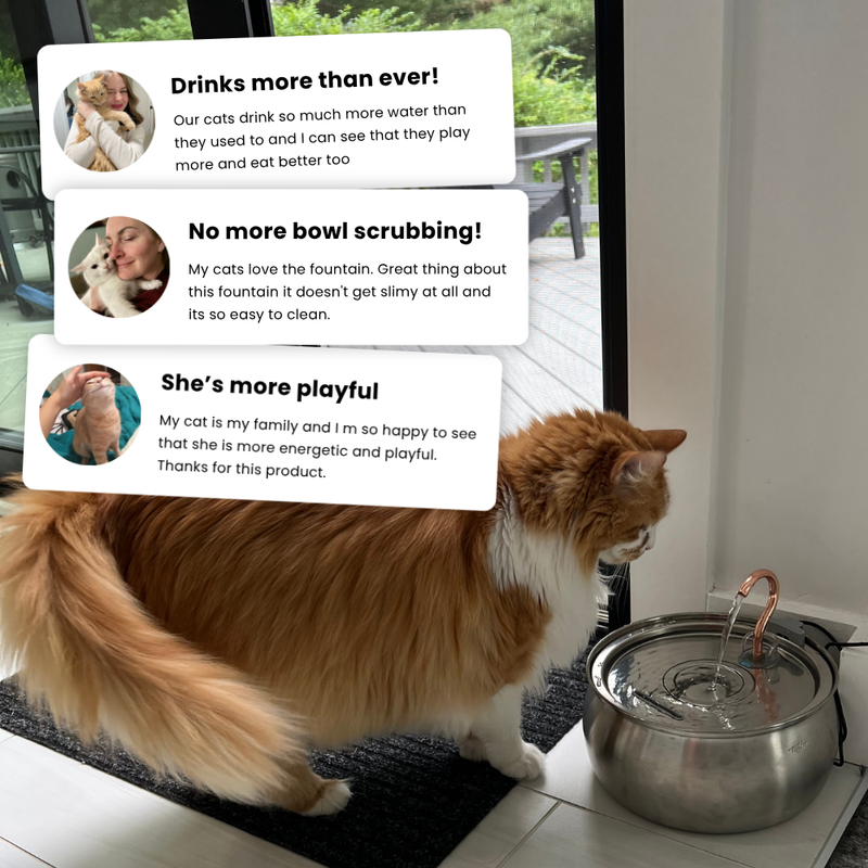 Der KittySpout™