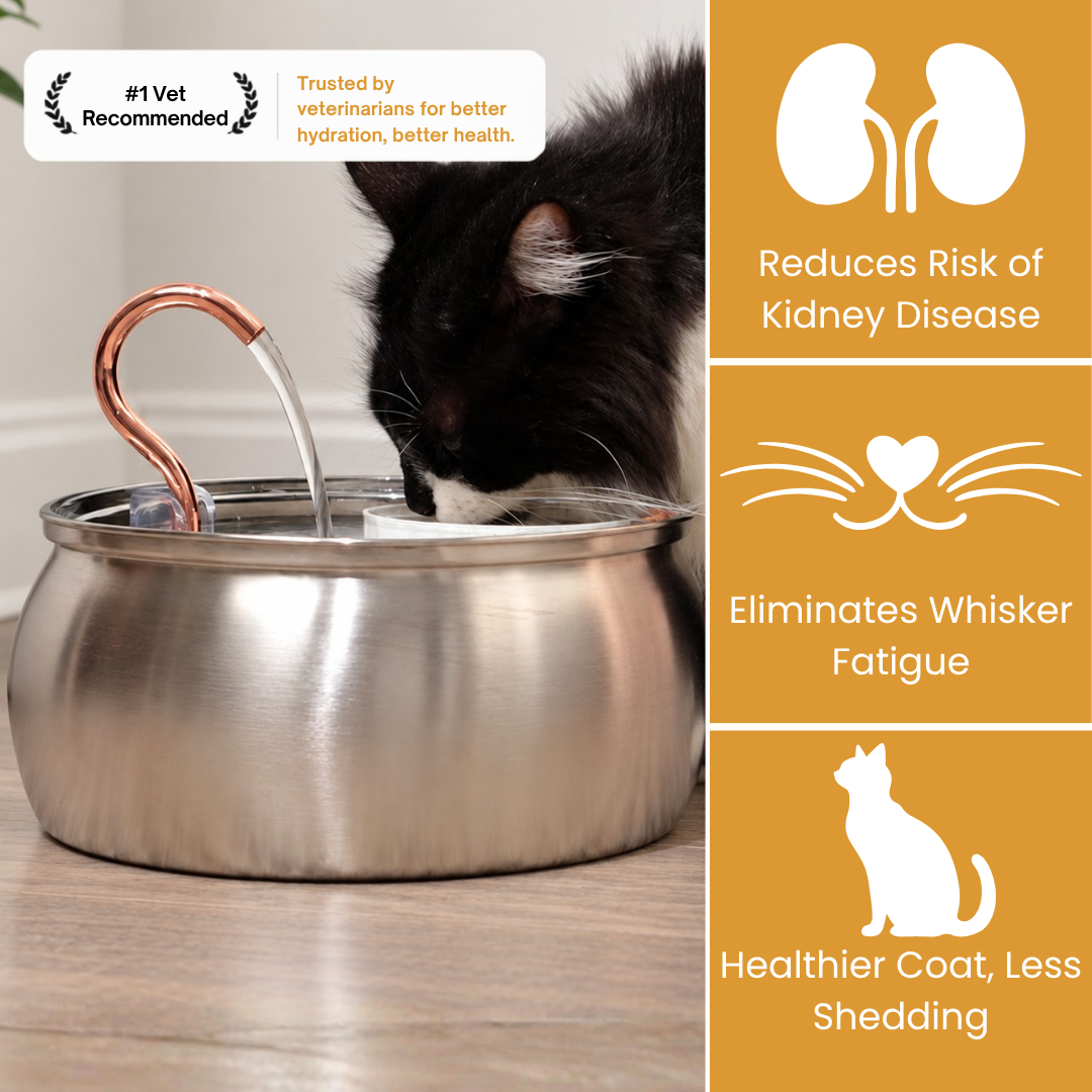 The KittySpout™ - Health & Happiness Cat Kit