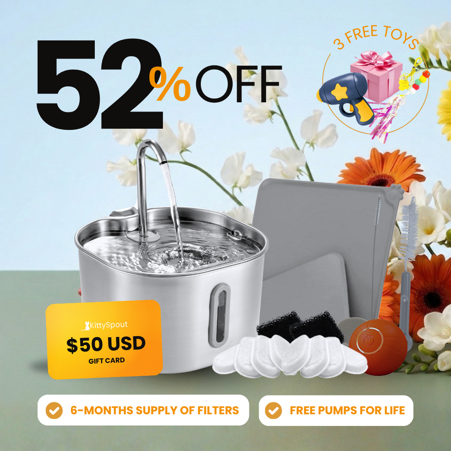 The KittySpout™ - 2.2L Hydration & Playtime Value Bundle