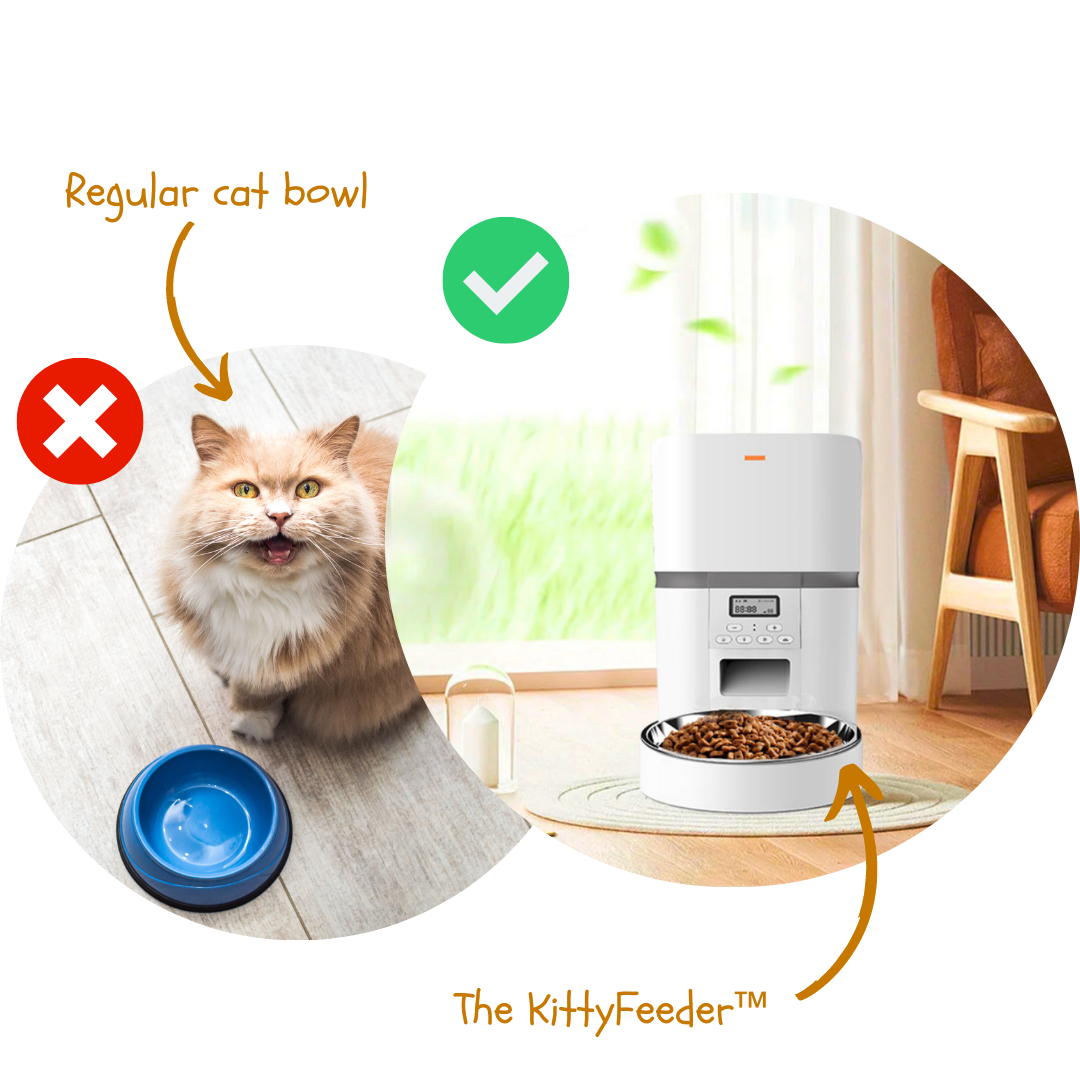 Kitty feeder hot sale