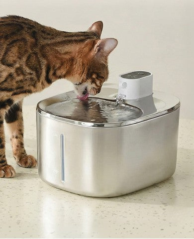 Keep Your Cat Healthy