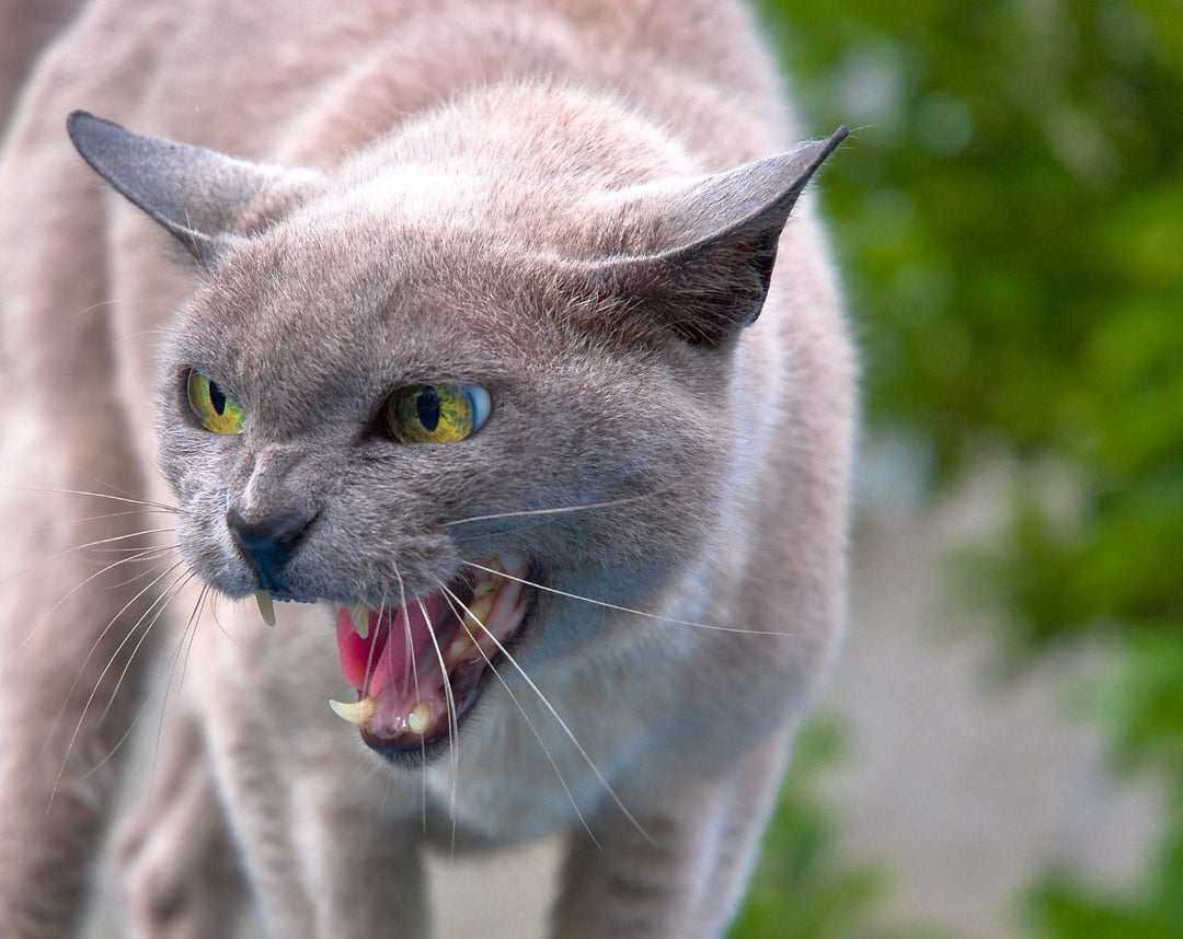 Understanding Feline Hyperesthesia: The 'Twitchy Cat' Syndrome – KittySpout