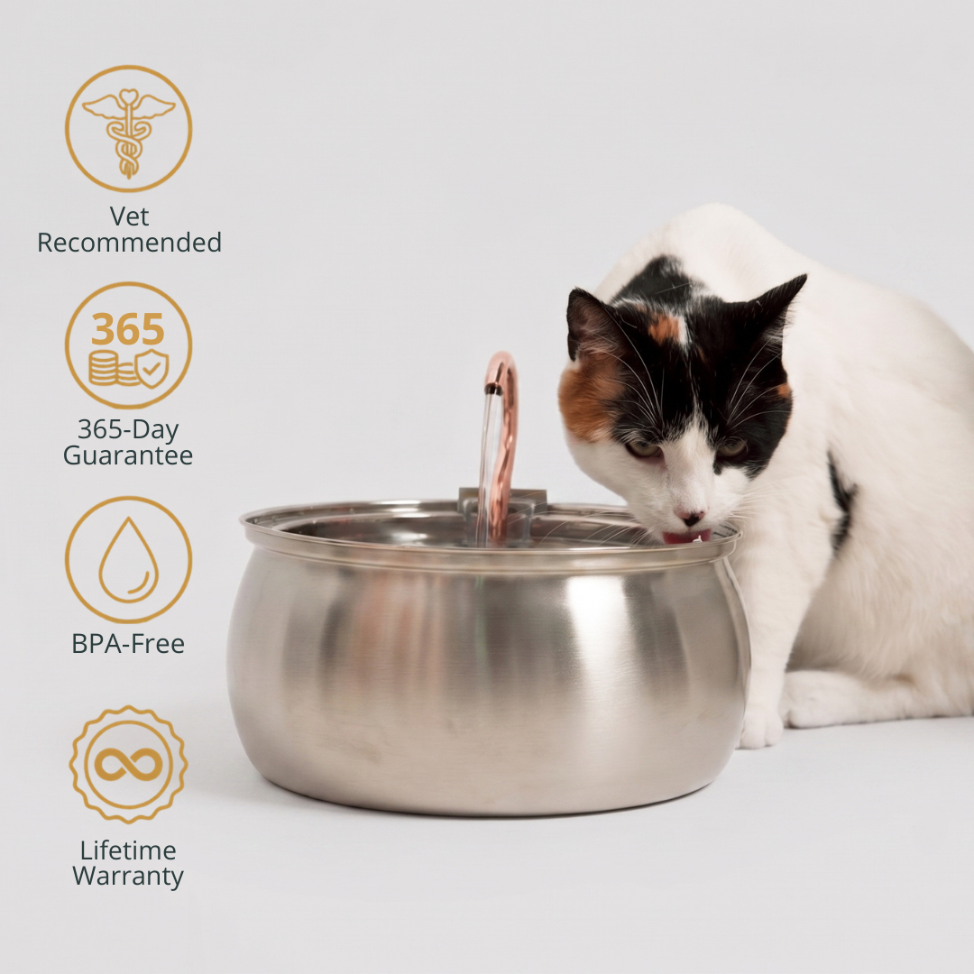 Cat drinking from a Kittyspout fountain