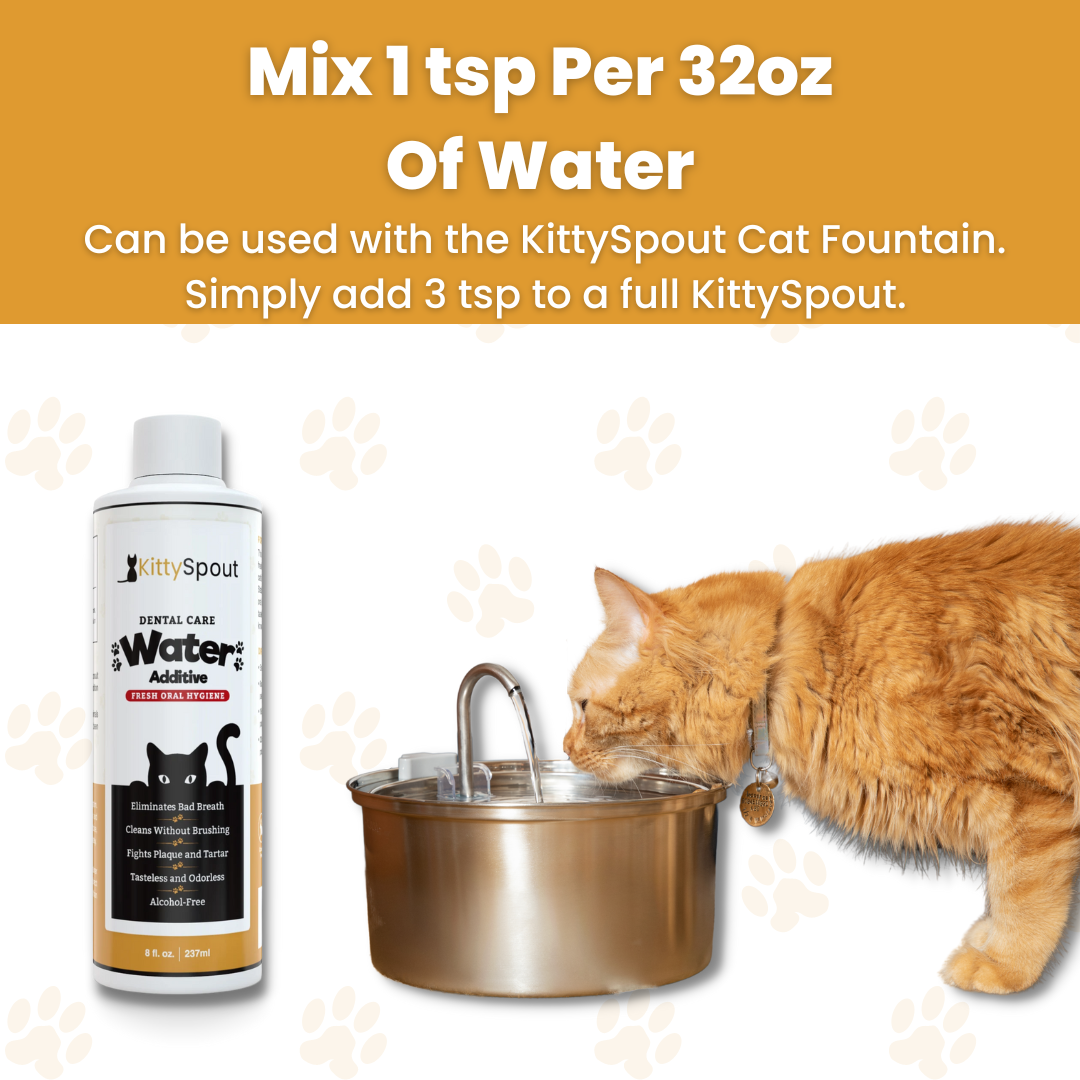 Cat Dental Formula KittySpout Cat dental formula kittyspout